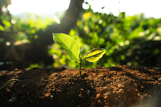 A plant sprouting out of the ground representing the plant based protein we provide at ELAV8